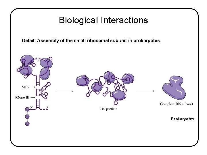 Biological Interactions Detail: Assembly of the small ribosomal subunit in prokaryotes Prokaryotes 