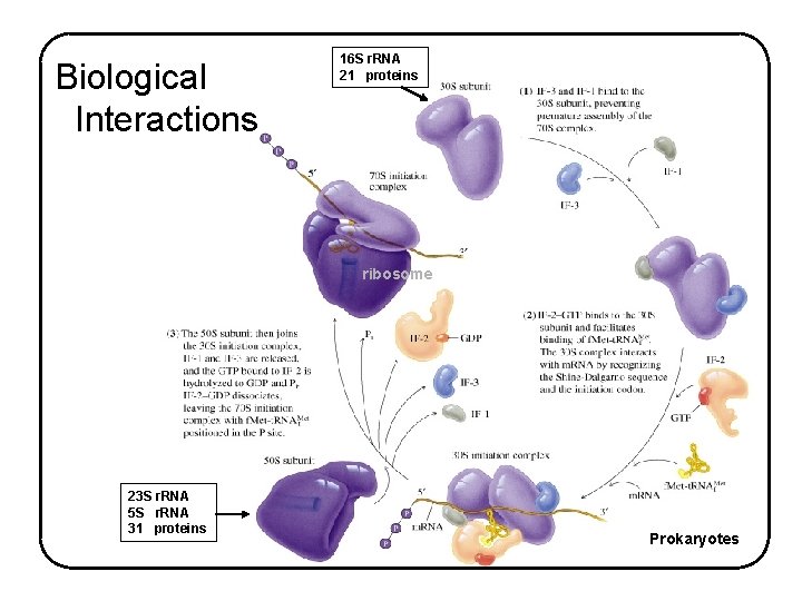 Biological Interactions 16 S r. RNA 21 proteins ribosome 23 S r. RNA 5