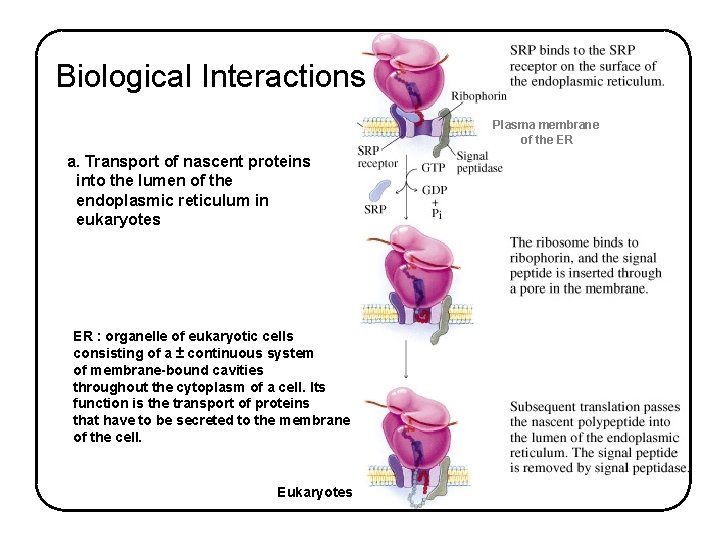 Biological Interactions Plasma membrane of the ER a. Transport of nascent proteins into the