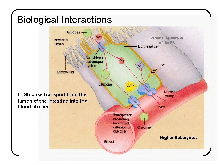 Biological Interactions Plasma membrane of the ER b. Glucose transport from the lumen of