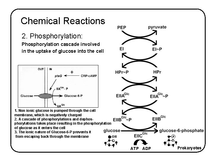 Chemical Reactions 2. Phosphorylation: Phosphorylation cascade involved in the uptake of glucose into the