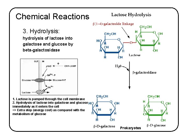 Chemical Reactions 3. Hydrolysis: hydrolysis of lactose into galactose and glucose by beta-galactosidase 1.