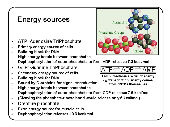 Energy sources • ATP: Adenosine Tri. Phosphate - Primary energy source of cells Building