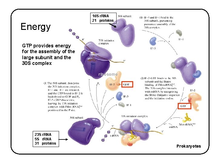 Energy 16 S r. RNA 21 proteins GTP provides energy for the assembly of