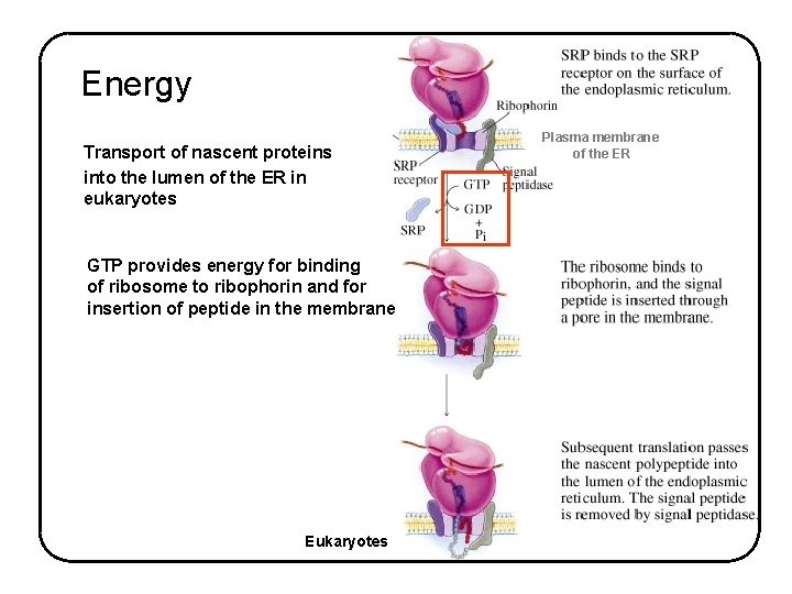 Energy Transport of nascent proteins into the lumen of the ER in eukaryotes GTP