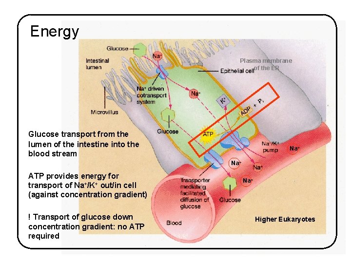 Energy Plasma membrane of the ER Glucose transport from the lumen of the intestine