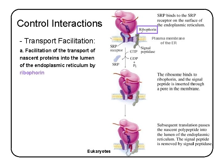 Control Interactions - Transport Facilitation: a. Facilitation of the transport of nascent proteins into