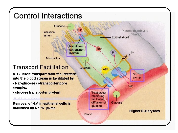 Control Interactions Plasma membrane of the ER Transport Facilitation: b. Glucose transport from the