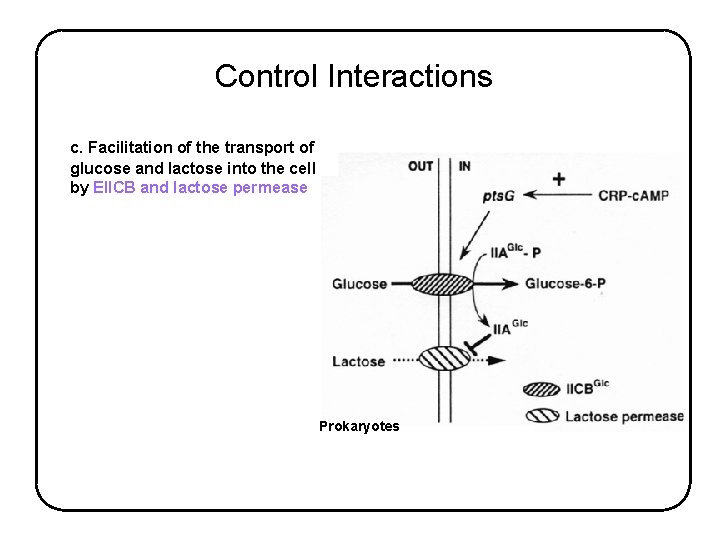 Control Interactions c. Facilitation of the transport of glucose and lactose into the cell