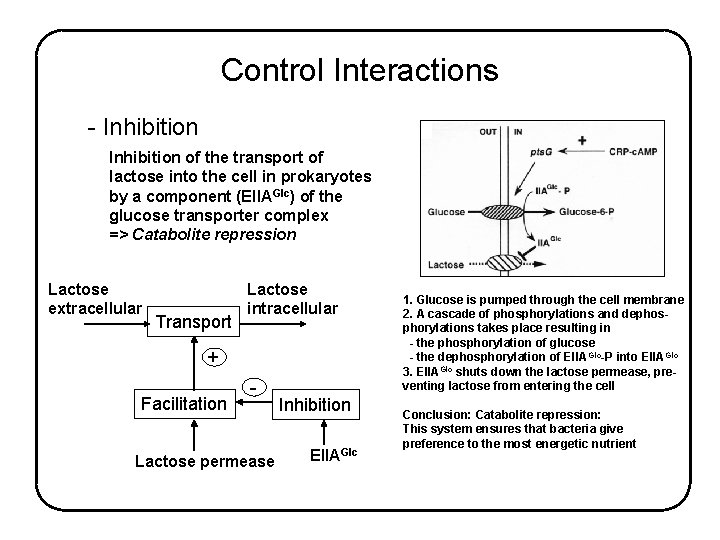 Control Interactions - Inhibition of the transport of lactose into the cell in prokaryotes