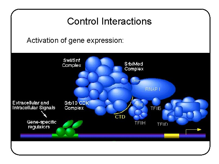 Control Interactions Activation of gene expression: 