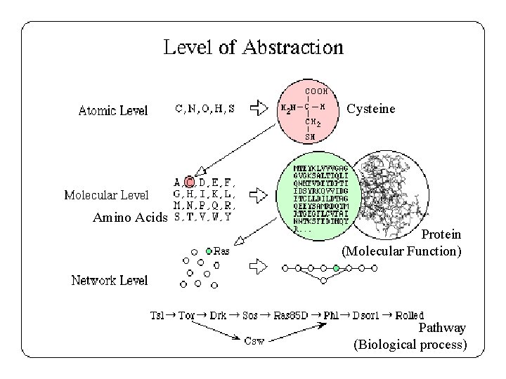 Cysteine Amino Acids Protein (Molecular Function) Pathway (Biological process) 