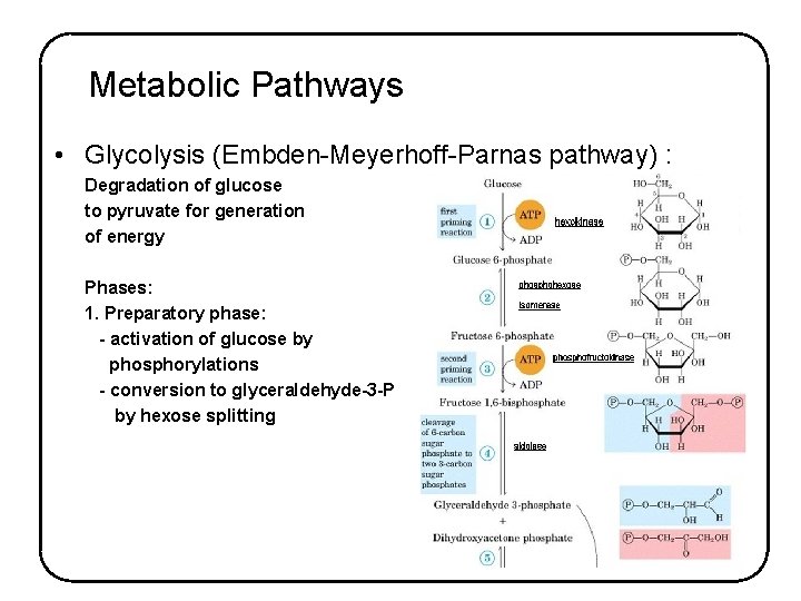 Metabolic Pathways • Glycolysis (Embden-Meyerhoff-Parnas pathway) : Degradation of glucose to pyruvate for generation