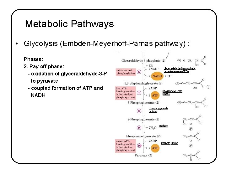 Metabolic Pathways • Glycolysis (Embden-Meyerhoff-Parnas pathway) : Phases: 2. Pay-off phase: - oxidation of