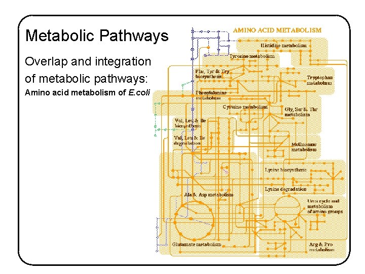 Metabolic Pathways Overlap and integration of metabolic pathways: Amino acid metabolism of E. coli