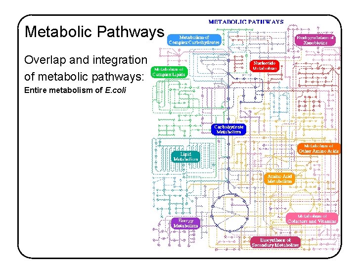 Metabolic Pathways Overlap and integration of metabolic pathways: Entire metabolism of E. coli 