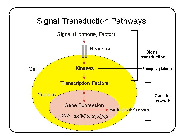 Signal Transduction Pathways Signal transduction Phosphorylations! Genetic network 