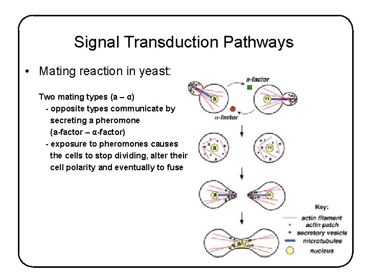 Signal Transduction Pathways • Mating reaction in yeast: Two mating types (a – α)