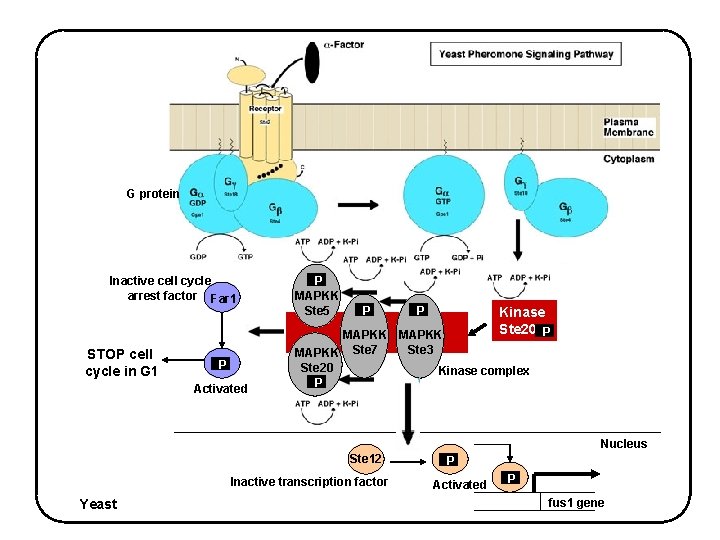 G protein Inactive cell cycle arrest factor Far 1 STOP cell cycle in G