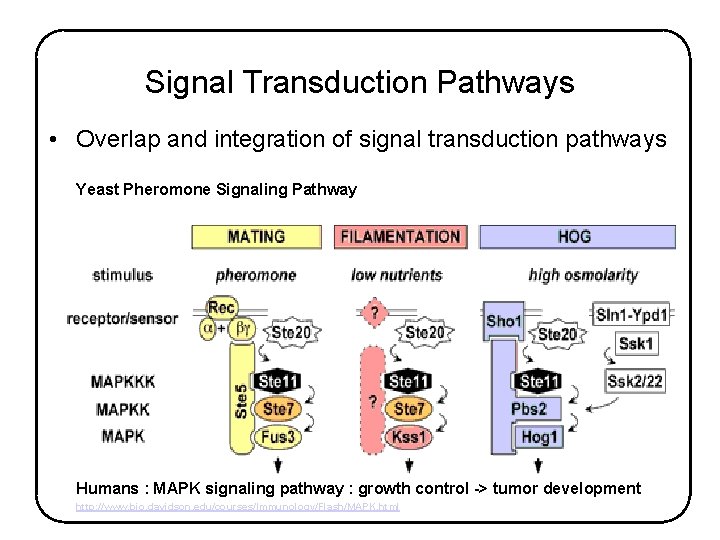 Signal Transduction Pathways • Overlap and integration of signal transduction pathways Yeast Pheromone Signaling