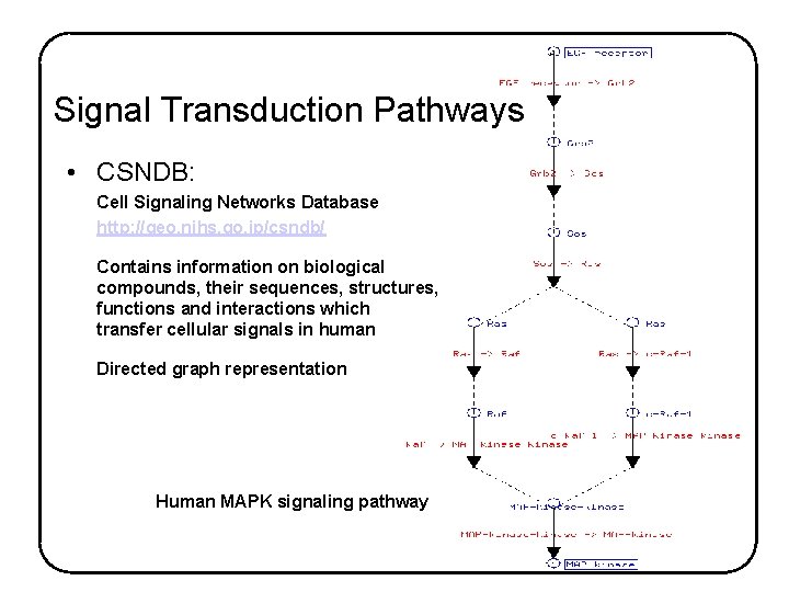 Signal Transduction Pathways • CSNDB: Cell Signaling Networks Database http: //geo. nihs. go. jp/csndb/