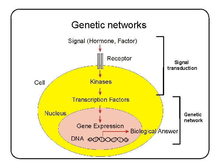 Genetic networks Signal transduction Genetic network 
