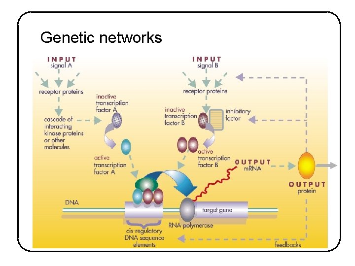 Genetic networks 