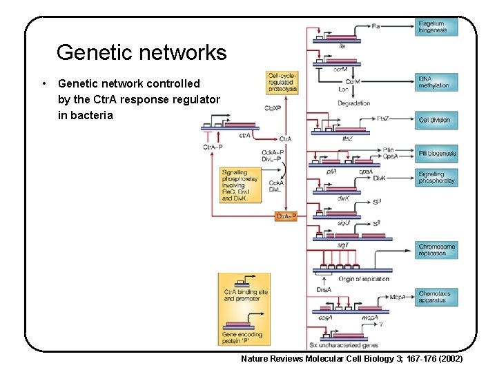 Genetic networks • Genetic network controlled by the Ctr. A response regulator in bacteria