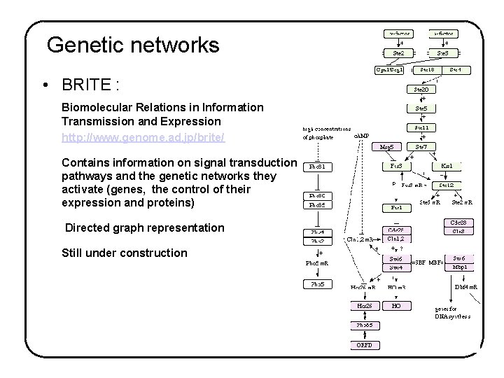 Genetic networks • BRITE : Biomolecular Relations in Information Transmission and Expression http: //www.