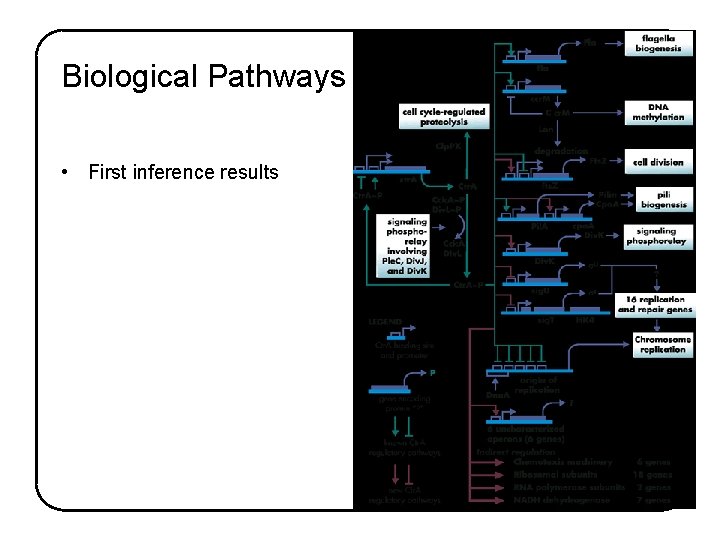 Biological Pathways • First inference results 