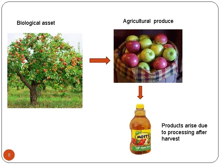Biological asset Agricultural produce Products arise due to processing after harvest 8 