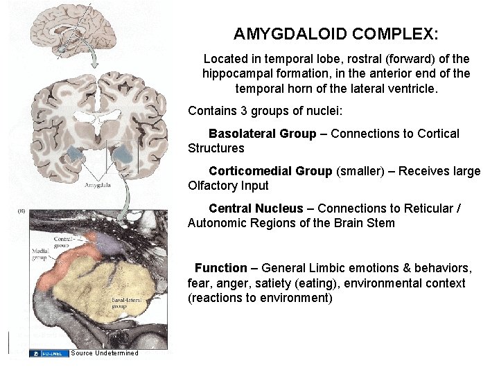 AMYGDALOID COMPLEX: Located in temporal lobe, rostral (forward) of the hippocampal formation, in the