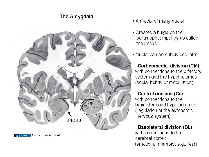 The Amygdala • A matrix of many nuclei • Creates a bulge on the