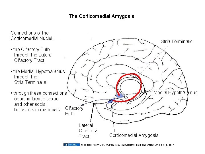 The Corticomedial Amygdala Connections of the Corticomedial Nuclei: Stria Terminalis • the Olfactory Bulb