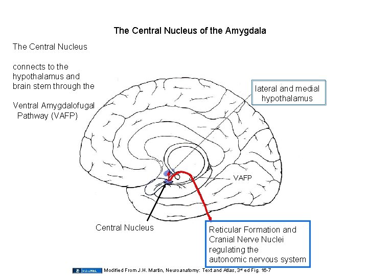 The Central Nucleus of the Amygdala The Central Nucleus connects to the hypothalamus and