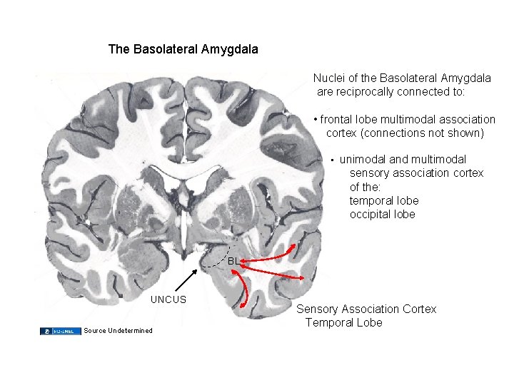 The Basolateral Amygdala Nuclei of the Basolateral Amygdala are reciprocally connected to: • frontal