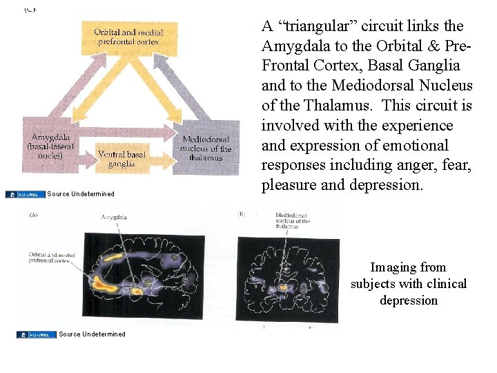 Source Undetermined A “triangular” circuit links the Amygdala to the Orbital & Pre. Frontal