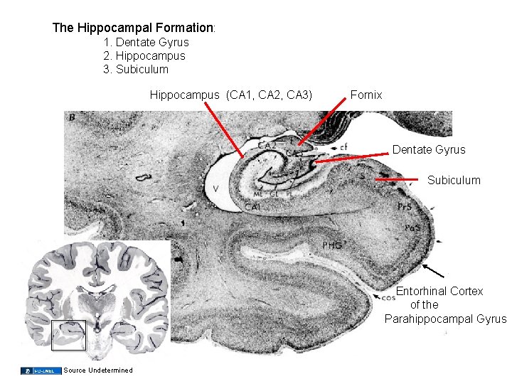 The Hippocampal Formation: 1. Dentate Gyrus 2. Hippocampus 3. Subiculum Hippocampus (CA 1, CA