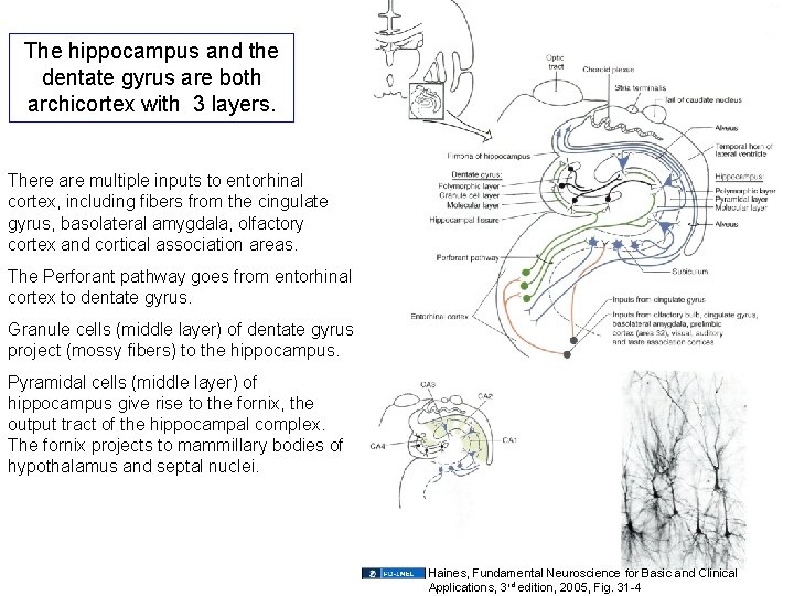 The hippocampus and the dentate gyrus are both archicortex with 3 layers. There are