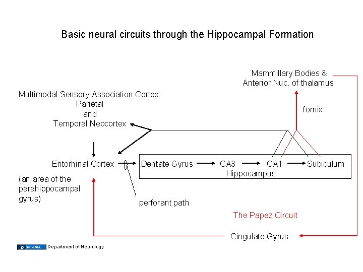Basic neural circuits through the Hippocampal Formation Mammillary Bodies & Anterior Nuc. of thalamus
