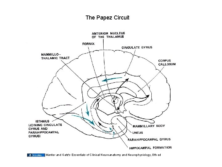 The Papez Circuit Manter and Gatz's Essentials of Clinical Neuroanatomy and Neurophysiology, 8 th