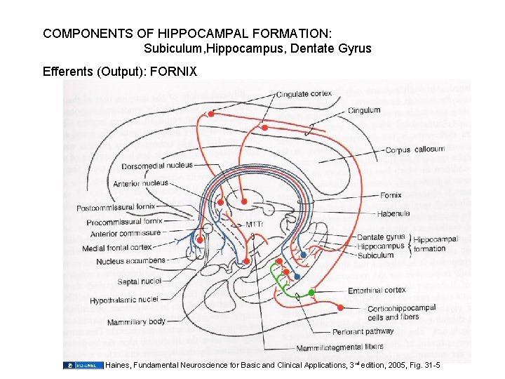  COMPONENTS OF HIPPOCAMPAL FORMATION: Subiculum, Hippocampus, Dentate Gyrus Efferents (Output): FORNIX Haines, Fundamental