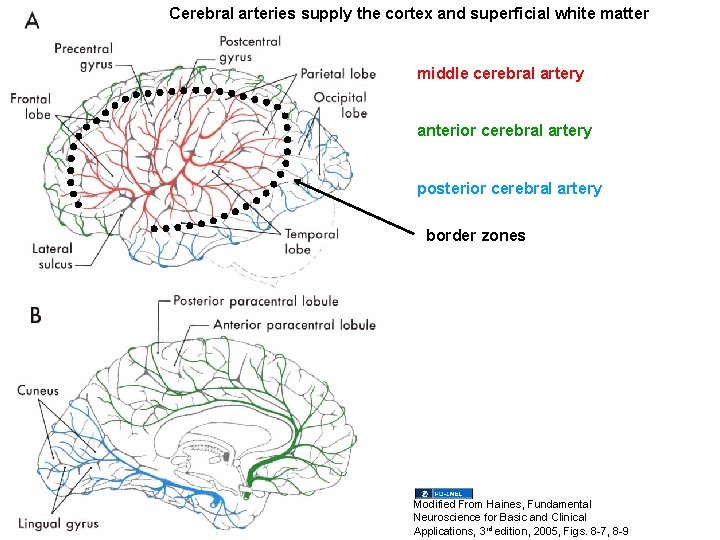 Cerebral arteries supply the cortex and superficial white matter middle cerebral artery anterior cerebral