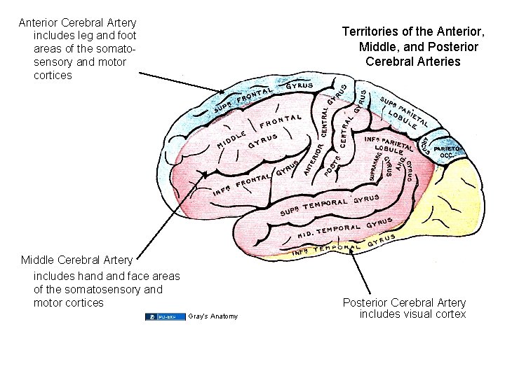 Anterior Cerebral Artery includes leg and foot areas of the somatosensory and motor cortices