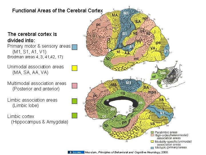 Functional Areas of the Cerebral Cortex The cerebral cortex is divided into: Primary motor