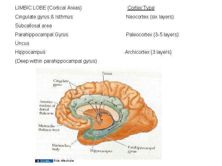 LIMBIC LOBE (Cortical Areas) Cingulate gyrus & Isthmus Cortex Type Neocortex (six layers) Paleocortex