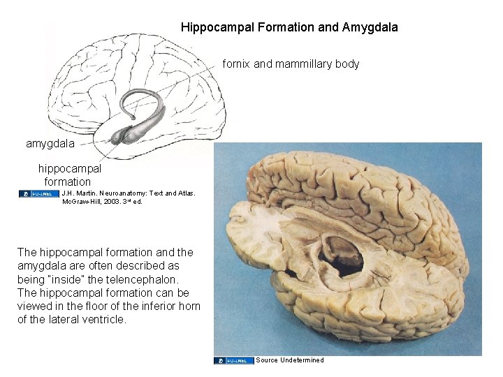 Hippocampal Formation and Amygdala fornix and mammillary body amygdala hippocampal formation J. H. Martin.