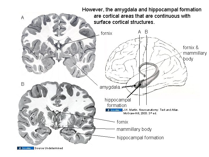 However, the amygdala and hippocampal formation are cortical areas that are continuous with surface