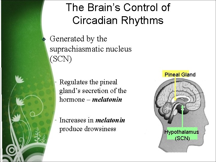 The Brain’s Control of Circadian Rhythms Generated by the suprachiasmatic nucleus (SCN) Pineal Gland