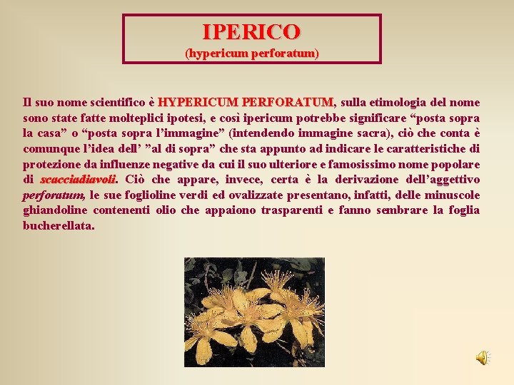 IPERICO (hypericum perforatum) Il suo nome scientifico è HYPERICUM PERFORATUM, sulla etimologia del nome IPERICO (hypericum perforatum) Il suo nome scientifico è HYPERICUM PERFORATUM, sulla etimologia del nome